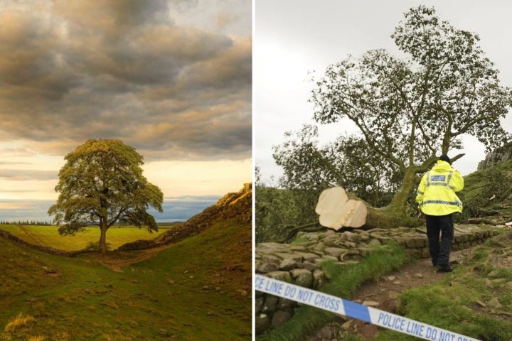 Famous ‘Sycamore Gap’ tree cut down in ‘act of vandalism,’ teen arrested