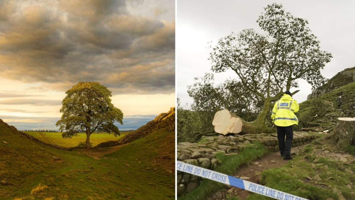 A split image. On the left, the Sycamore Gap tree is standing. On the right, the tree is felled and laying on its side.