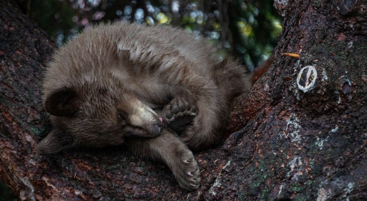 FILE - A black bear cub napping in a residential tree.