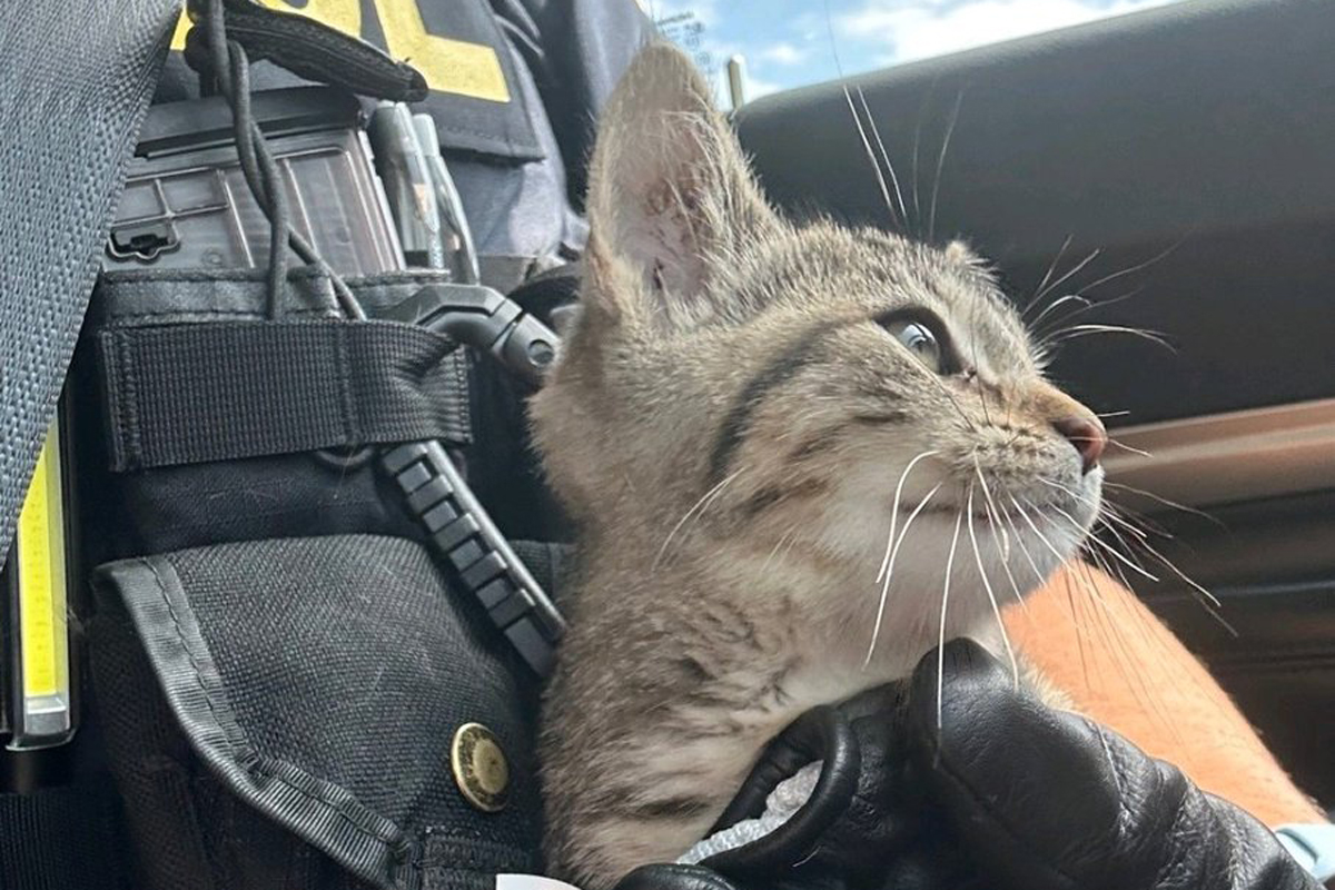 Are you kitten me? Tiny cat interrupts officer's traffic stop to sit at his feet