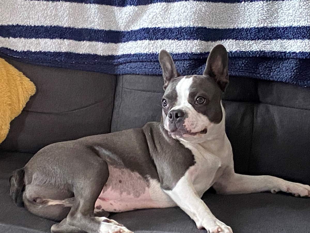 Lucy the pup punted from flight