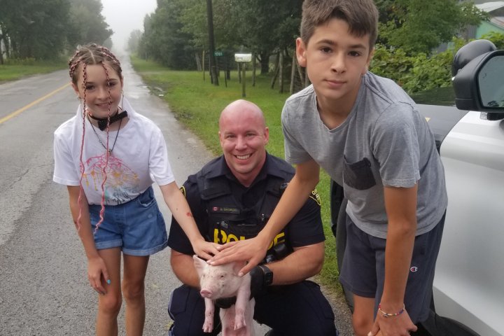 ‘Fastest piglet alive’ snared by police, helpers after dodging vehicles in Ontario town