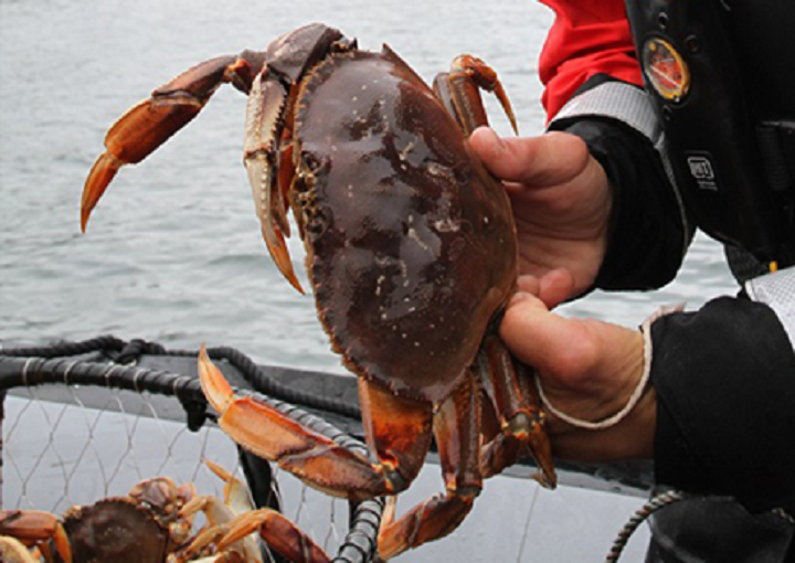 Illegal Boundary Bay crab fishing nets 4 men $287,000 in fines