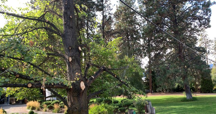 ‘It’s heart-wrenching,’ Kelowna homeowners say of Fortis BC’s tree trimming practices