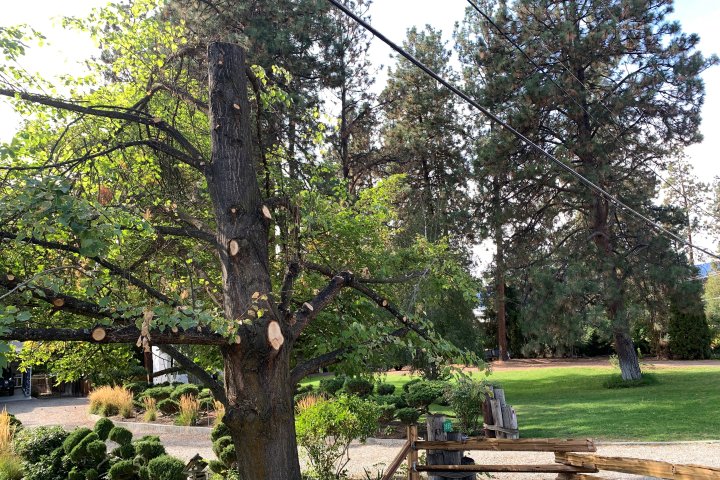 ‘It’s heart-wrenching,’ Kelowna homeowners say of Fortis BC’s tree trimming practices