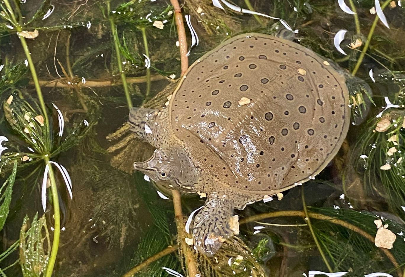How a grassroots group helped save an endangered turtle in southern Ontario - Vimarsana News