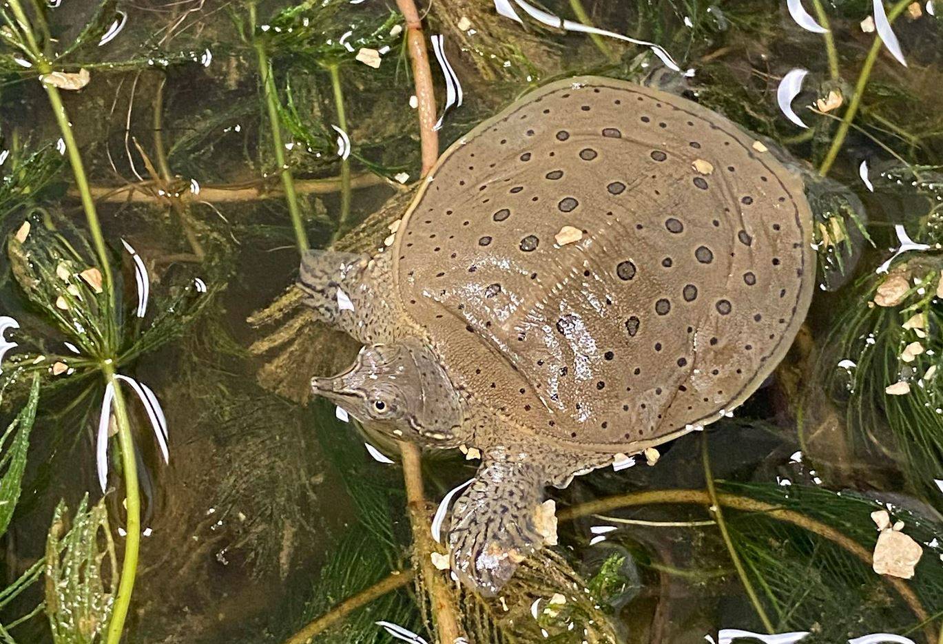 How a grassroots group helped save an endangered turtle in southern Ontario - Vimarsana News