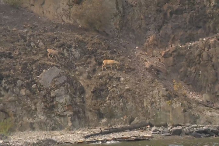 Two bighorn sheep killed in West Kelowna wildfire