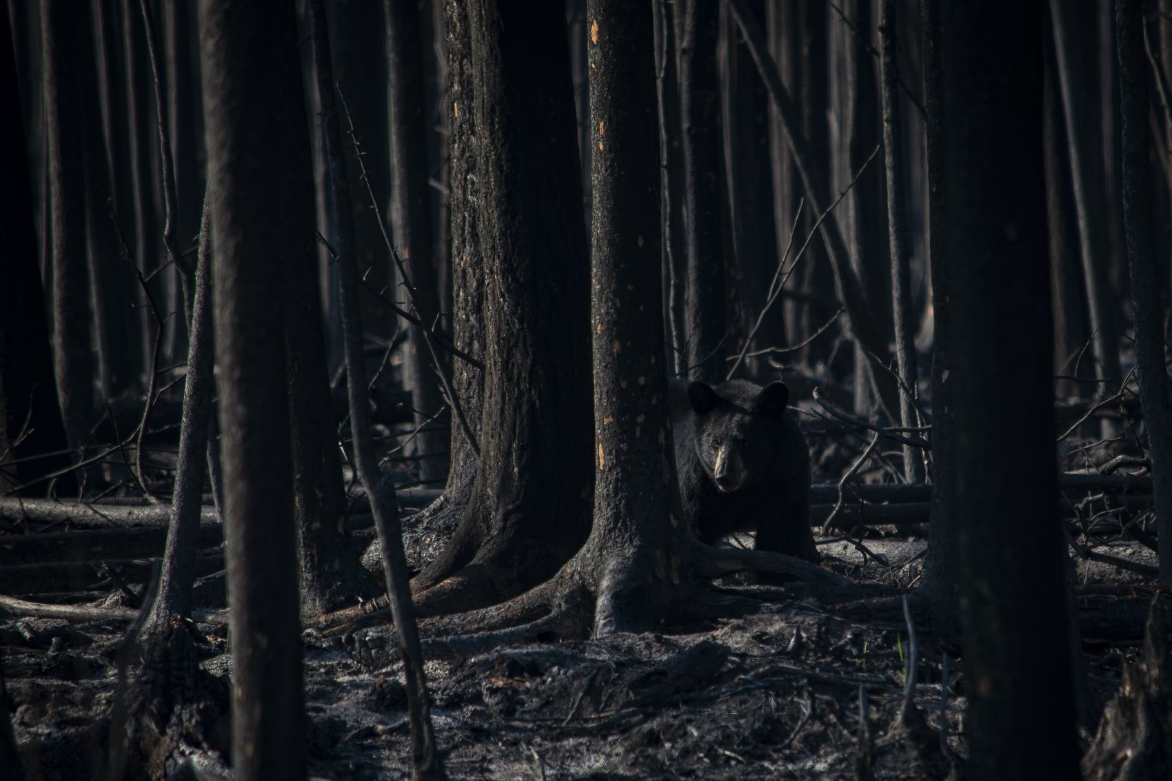 bear in a burnt forest