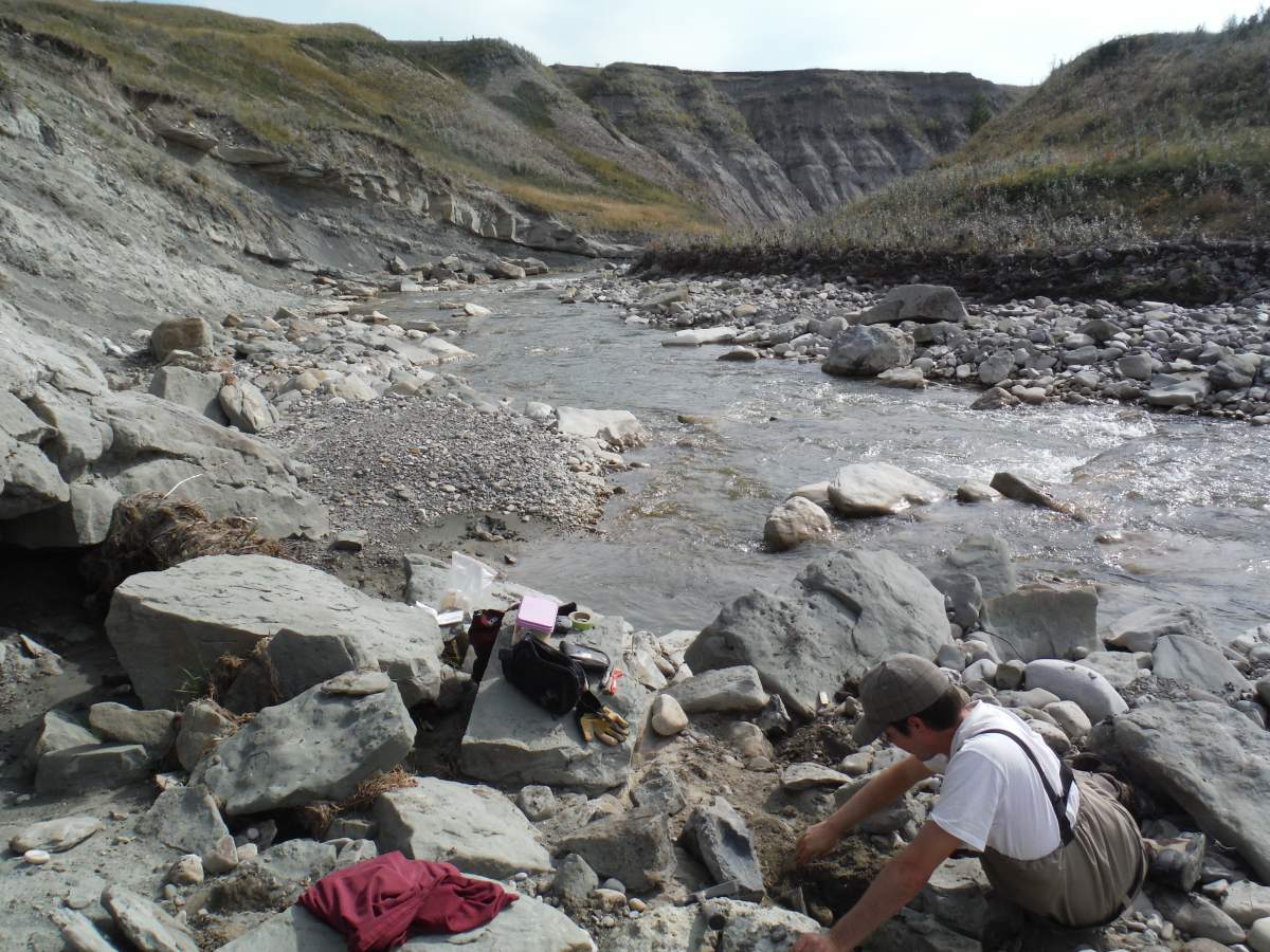 Museum technicians encountered this triceratops specimen in 2014 when they were conducting flood mitigation paleontology work after heavy flooding in southern Alberta in 2013.