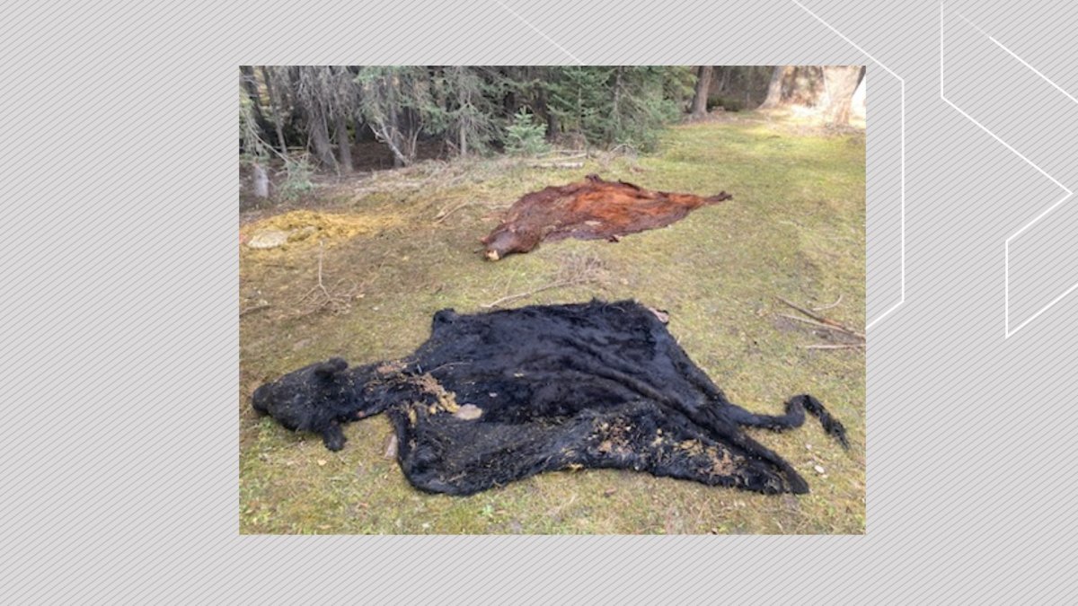 An image of the dumped cow carcasses.