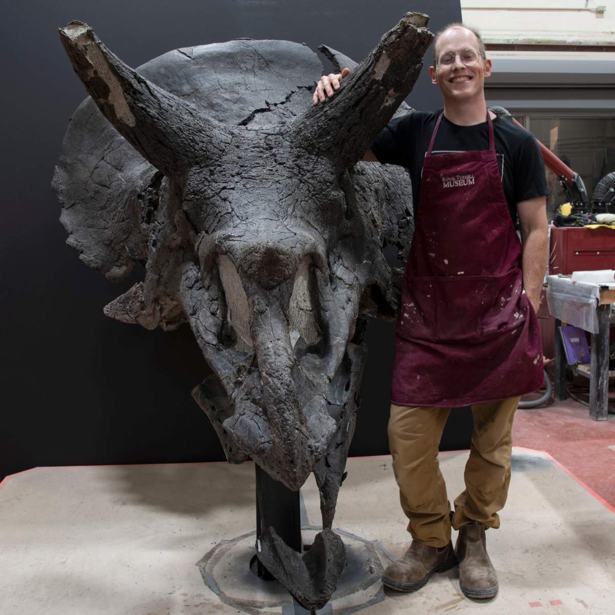 Technician Ian Macdonald stand with the rare black coloured Triceratops skull.