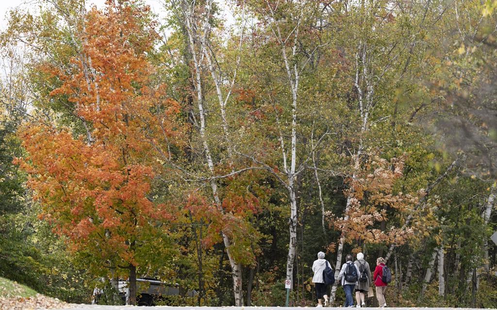 People walk in Saint-Benoit-du-Lac, Que. on Friday, Oct. 6, 2023. The customary reds, oranges and yellows of the trees, marking the arrival of fall, may have appeared early this year, or not at all. THE CANADIAN PRESS/Christinne Muschi.
