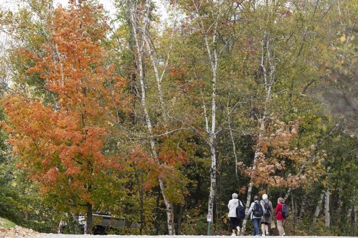 Canada’s dramatic summer weather has altered the fall colours this year: researchers