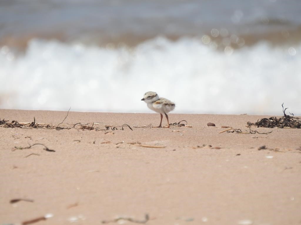 Post-tropical storm Fiona left behind a trail of destruction and crumbling shorelines on Prince Edward Island, but the cataclysmic tempest seems to have been a big help to a tiny bird, the piping plover. A piping plover chick is seen on a beach in a 2023 handout photo. 