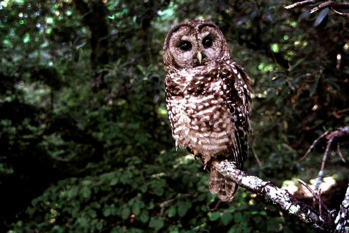 ‘The most endangered bird in Canada’: Fight to save B.C.’s spotted owl heads to court