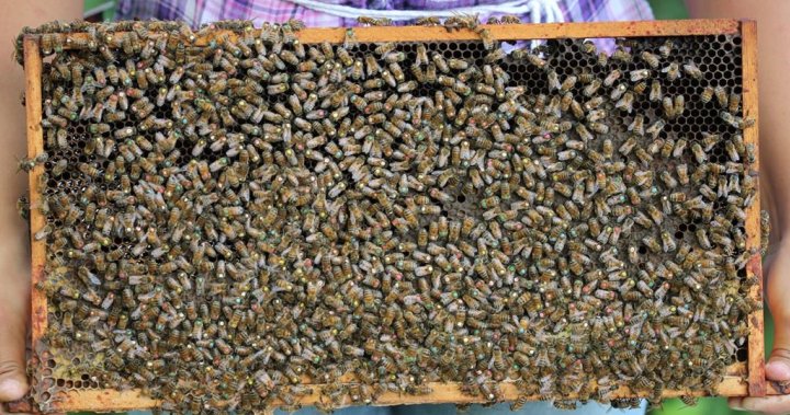 加拿大城市的城市养蜂可能正在驱赶本地物种