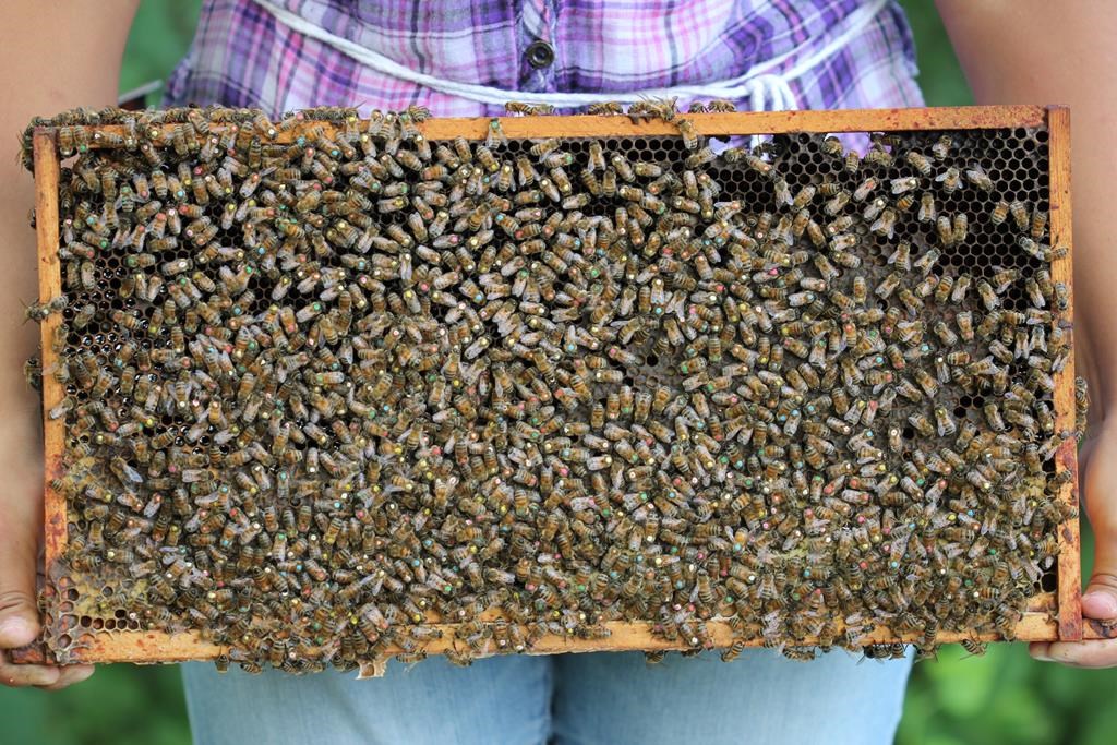 How urban beekeeping in Canadian city might be driving the native species away