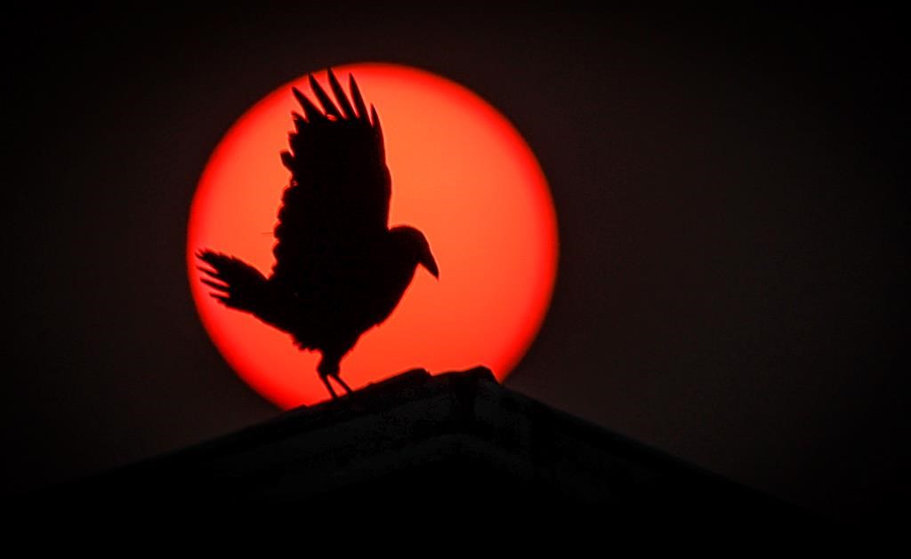 Alberta is investing in artificial intelligence to predict where a wildfire may ignite before it happens, a move its tech partners say could save up to $5 million a year. A raven lands on the roof of a barn as thick smoke from wildfires obscures the sun near Cremona, Alta., Wednesday, May 17, 2023. THE CANADIAN PRESS/Jeff McIntosh