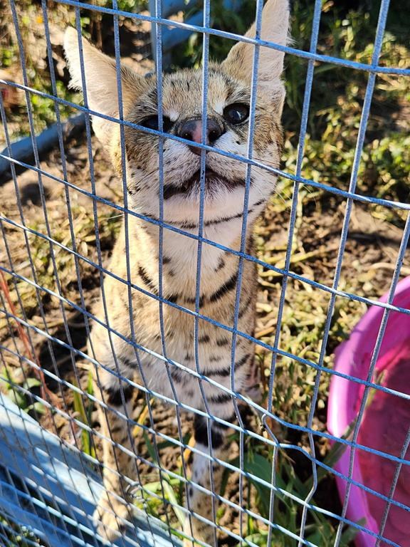 An African serval cat is shown in an OPP handout photo. Ontario Provincial Police are warning that a medium-sized wildcat has escaped from an animal sanctuary in Bonnechere Valley Township, about 130 kilometres west of Ottawa. THE CANADIAN PRESS/HO-Ontario Provincial Police **MANDATORY CREDIT** .