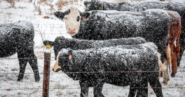 Cattle farmers brace for the cold after drought, high feed costs ...