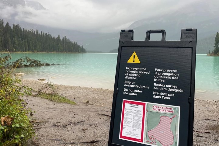 Disease could ‘decimate’ fish in two B.C. parks warns Parks Canada