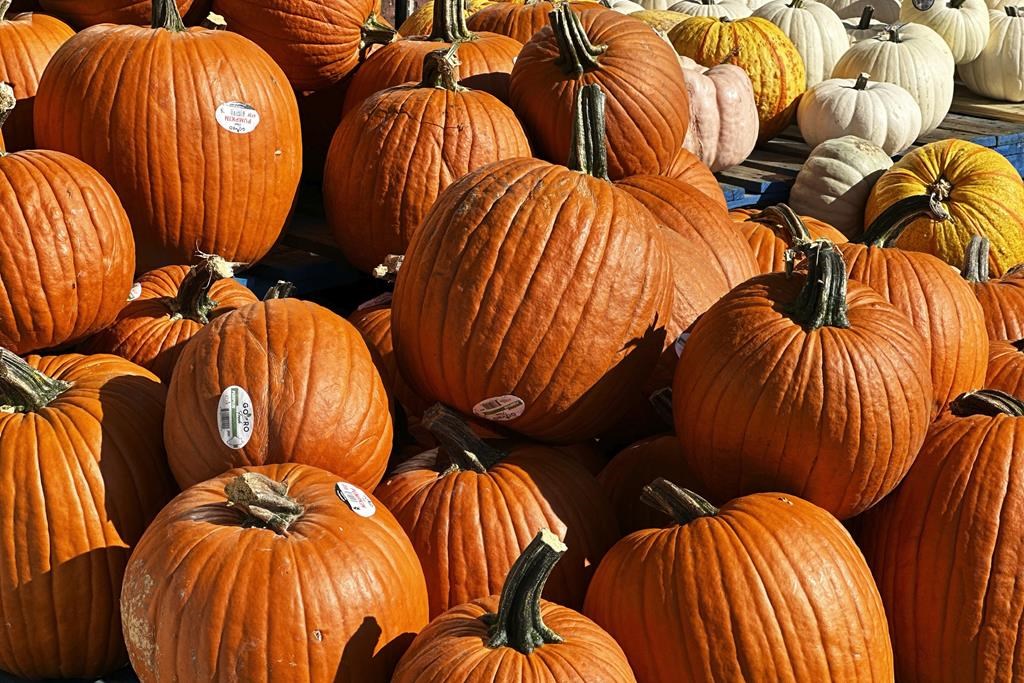 Pumpkins thrown off Highway 401 overpass smash transport truck windows