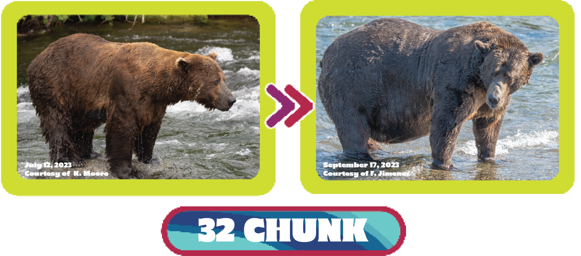 chunk Fat Bear week