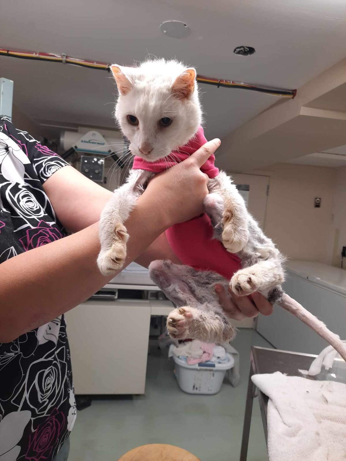 Dianne Fox says it's a "miracle" that Peter is healthy, and that he found his owner again.