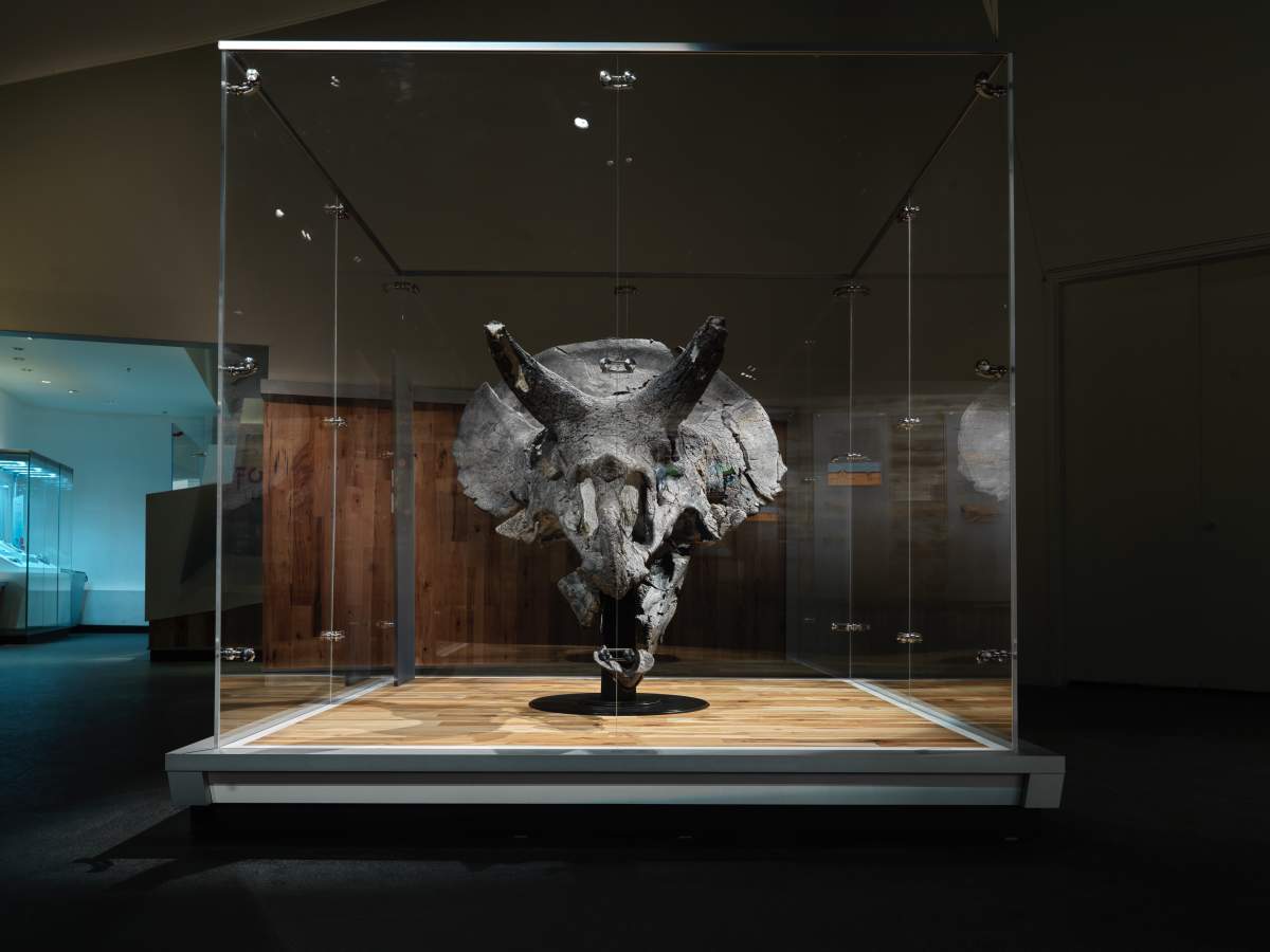 The Royal Tyrrell Museum of Palaeontology is set to unveil a Triceratops skull to visitors later this week in the newest installation of the “Fossils in Focus” exhibit.