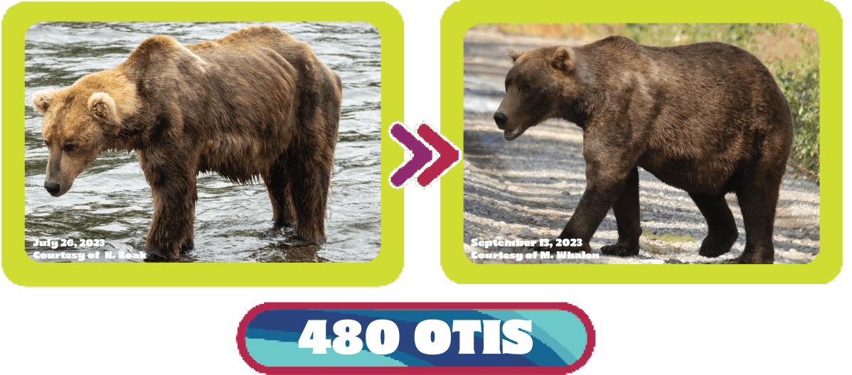480 Otis fat bear week