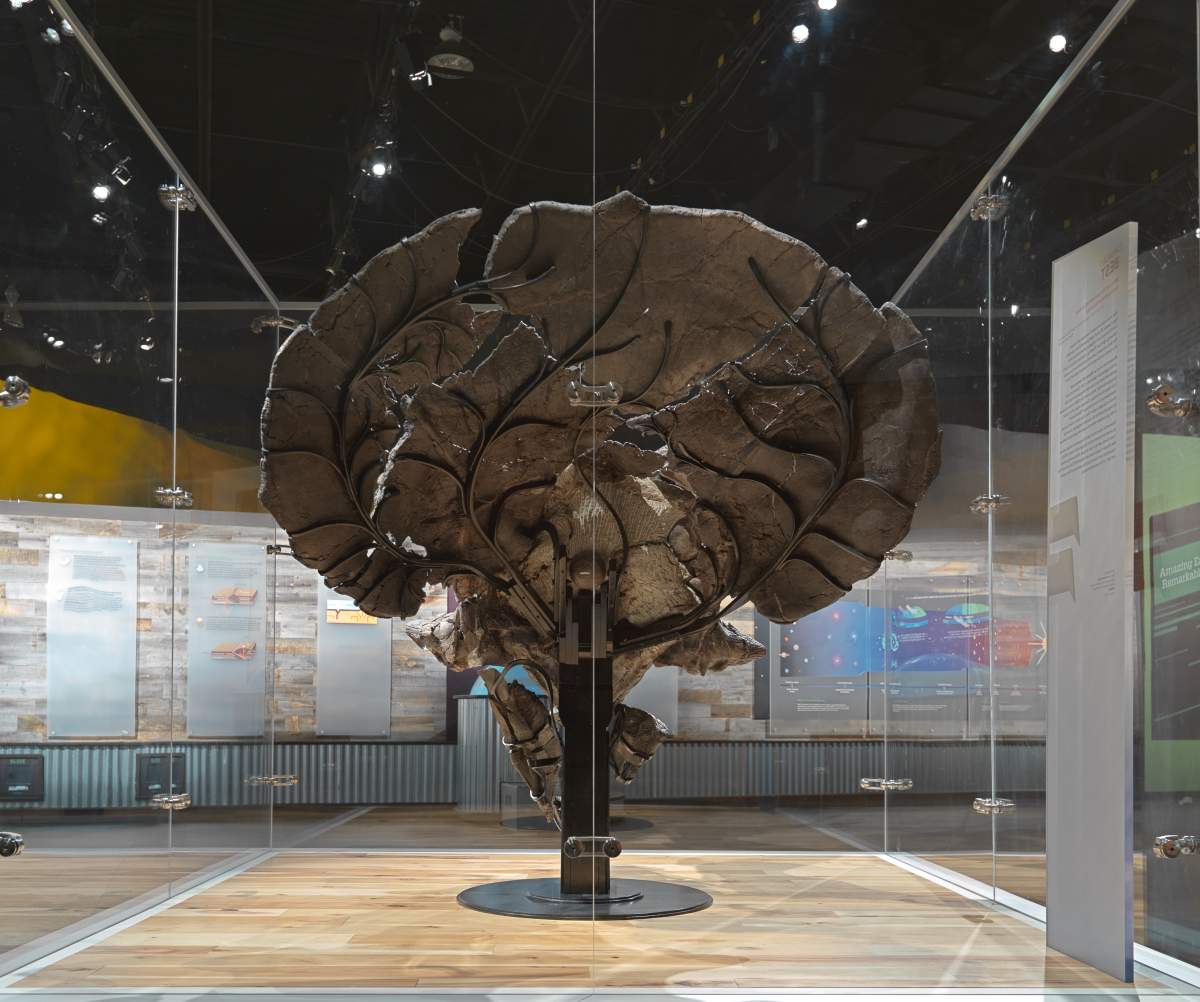 A rear view of the Triceratops skull on display at Royal Tyrrell Museum of Palaeontology.