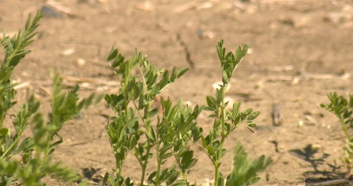 Feds announce $219 million in drought relief for farmers and ranchers across Sask and western Canada