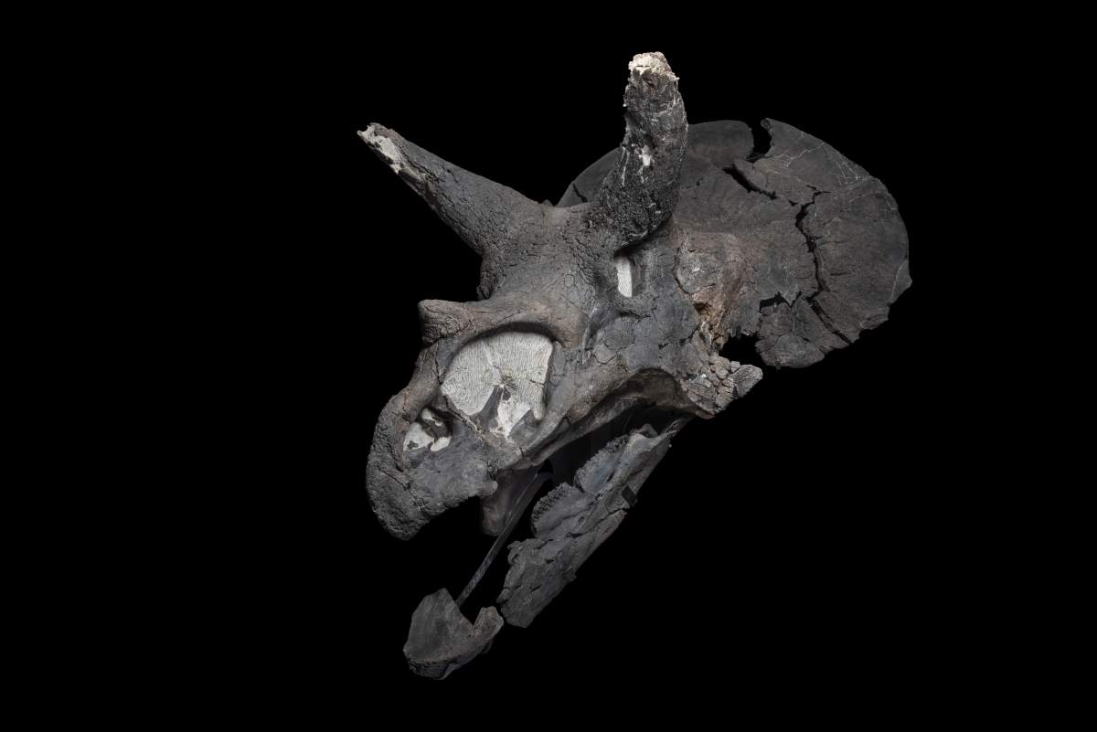 Side view of the Triceratops skull.