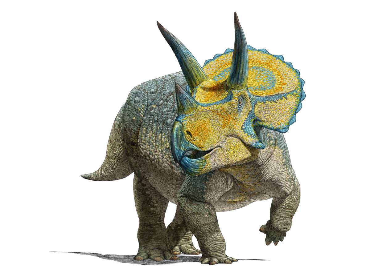 An illustration of a Triceratops by Julius Csotonyi.