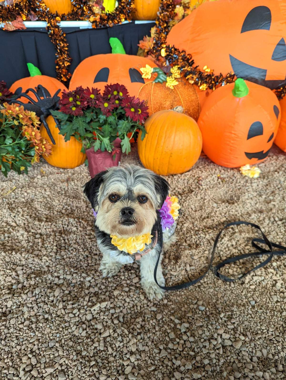 – Azusa, Toronto, Ont.