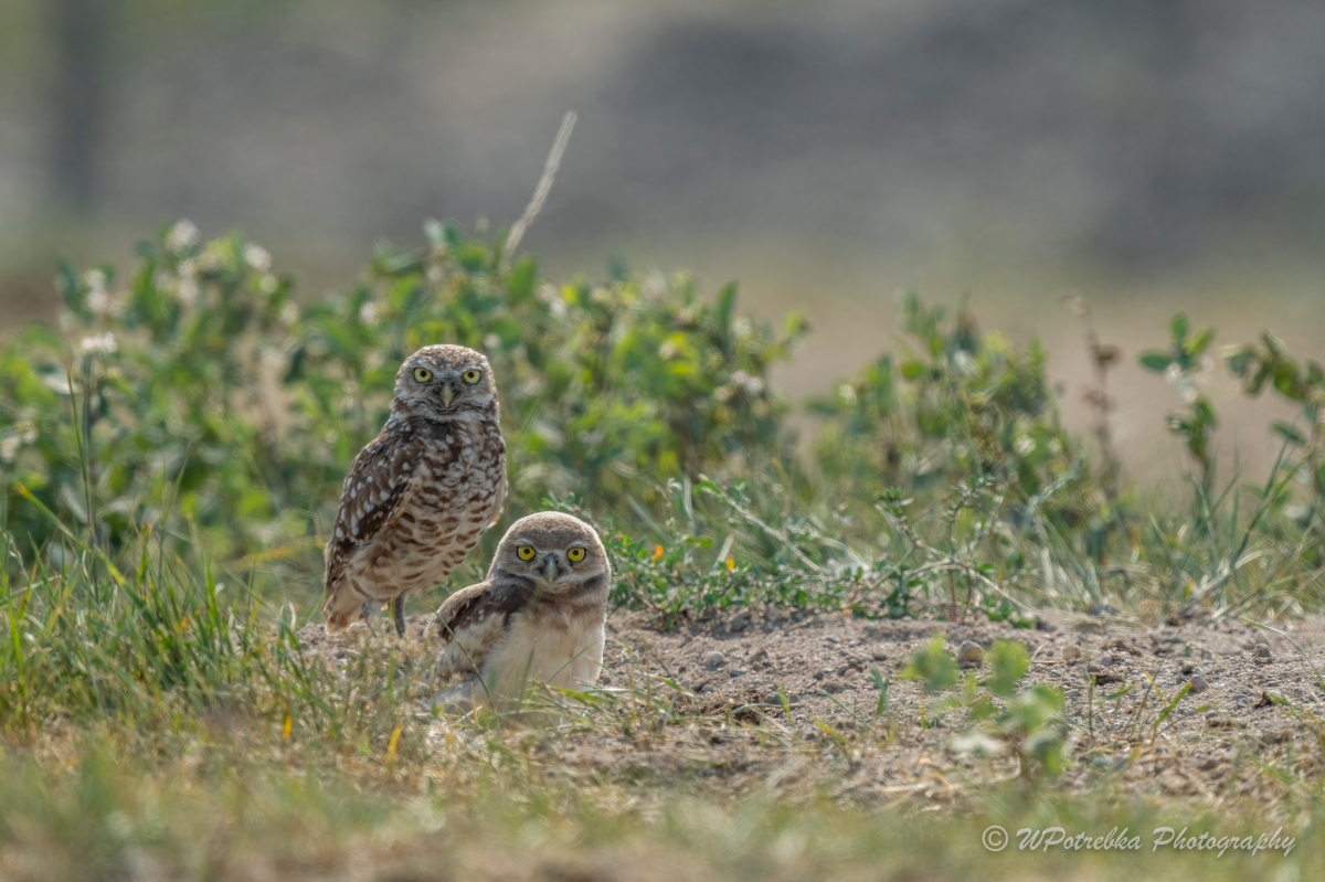 The Nature Conservancy of Canada’s push to conserve hundreds of hectares of prairie and wetlands aims to ensure that various species continue to have a habitat they can call home.