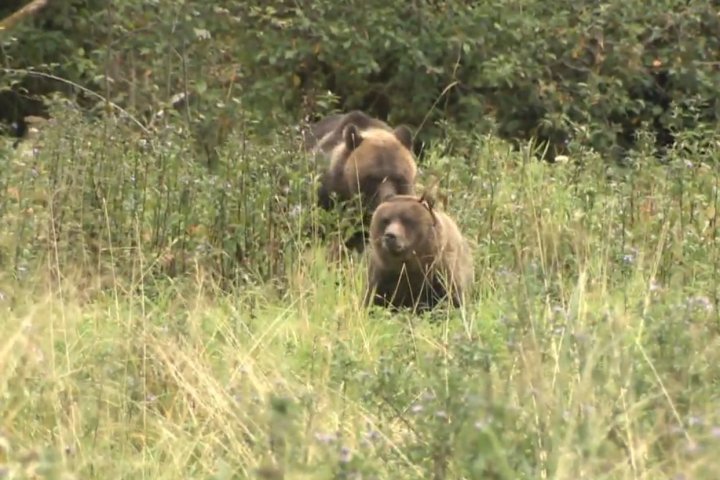 Okanagan Nation applauds proposal to restore grizzly bears to North Cascades