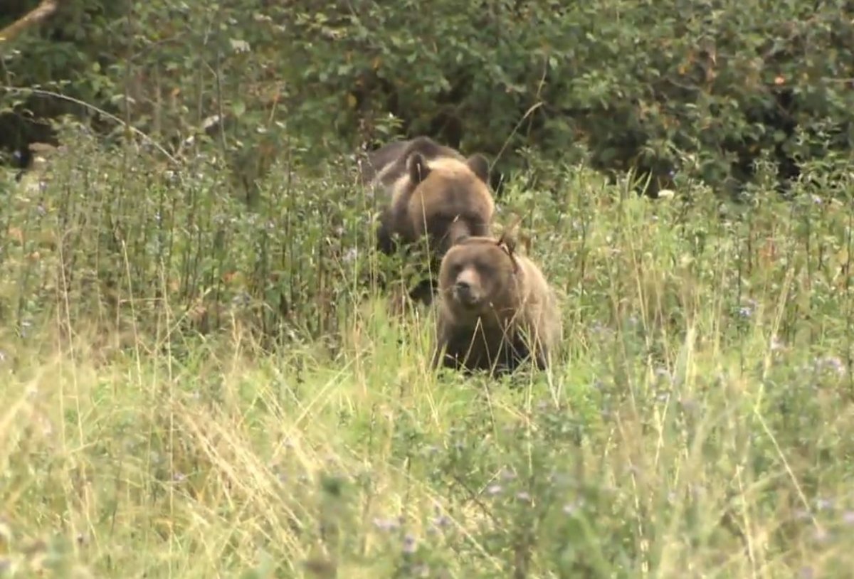 Two grizzly bears are seen in a submitted file photo.