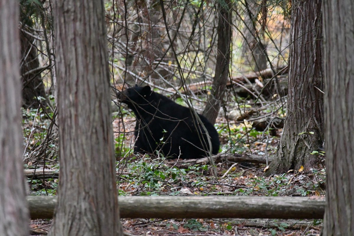 A photo of the bear in Woodhaven Nature Conservancy Regional Park in Kelowna.