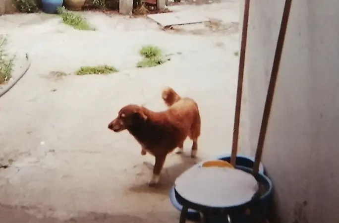An old photo of Bobi. The dog is outside.