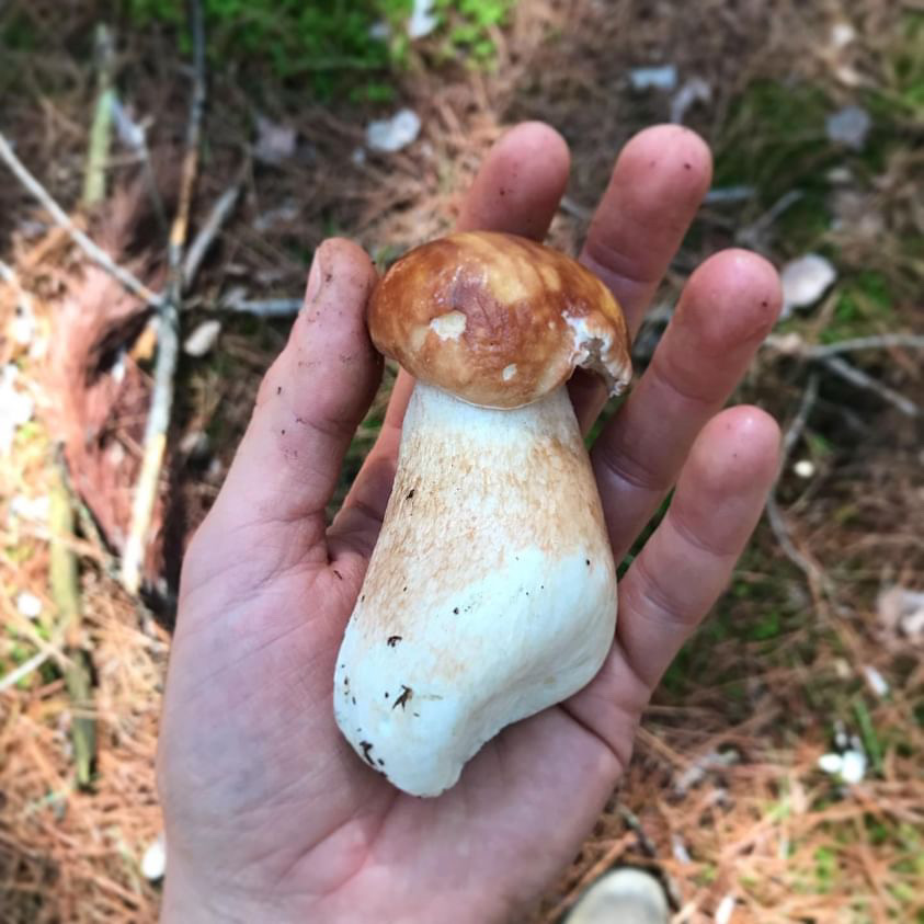 ‘Mushrooms are beautiful’ Enthusiasm for mushroom foraging growing in