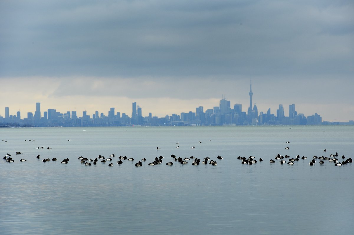 Birds swim in the waters of Lake Ontario as the Toronto skyline looms in the background in Mississauga, Ont., Thursday, Jan. 24, 2019. 
