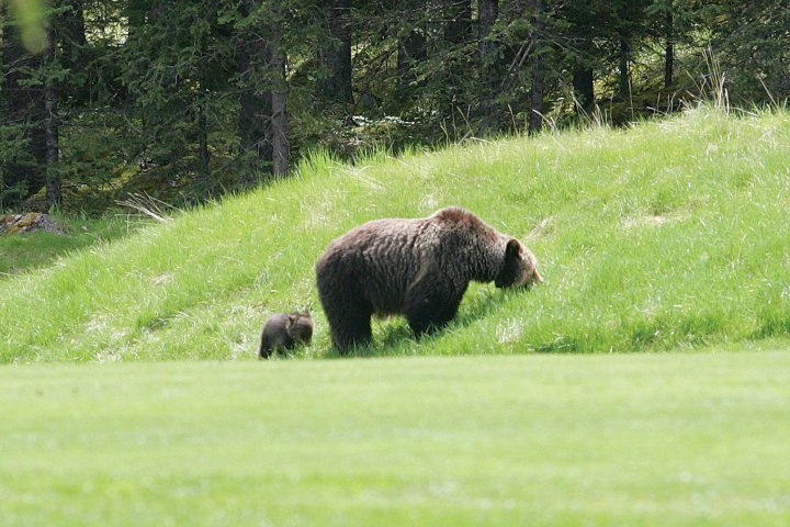 Bear attack in Banff National Park leaves two dead: Parks Canada