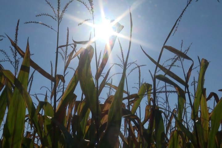 Kingston-area farmers assess their crops as end of season approaches