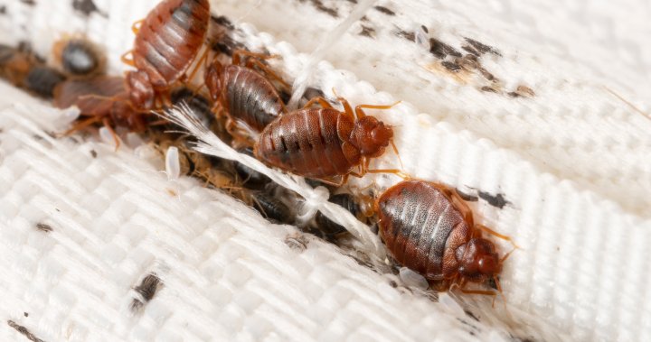 ‘No one is safe’: Paris battling ‘scourge’ of bed bugs