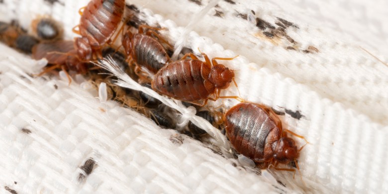 'No one is safe': Paris battling 'scourge' of bed bugs