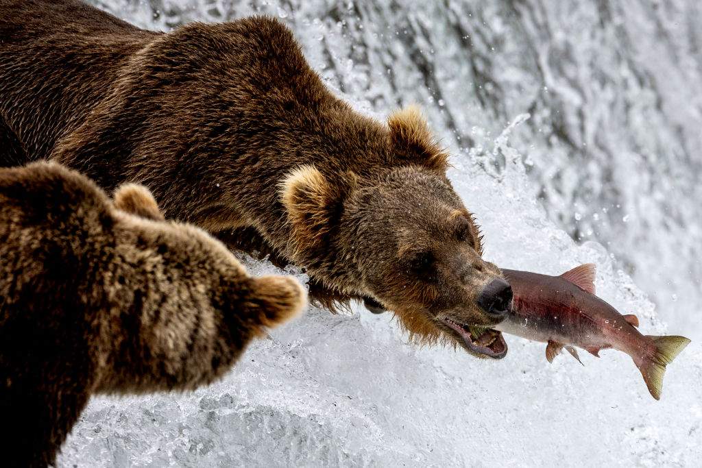 A brown bear catches a sockeye salmon in midair on August 12, 2023 at Brooks Falls, Alaska. The bears feast at the falls in large numbers between July and September, as millions of salmon swim upstream to spawn within the vast Katmai National Park and Preserve. Many of the same bears return to the falls annually, gorging on salmon to fatten up before hibernating for winter. The bears have become something of an internet sensation, as "bearcams" livestream bear activity at and around the falls to viewers worldwide.