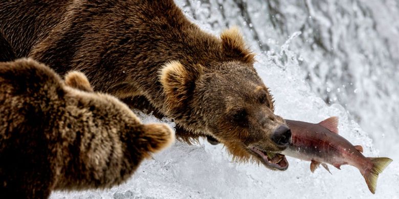 Champions of Chomp: Meet the flabby Fat Bear Week contenders for 2023