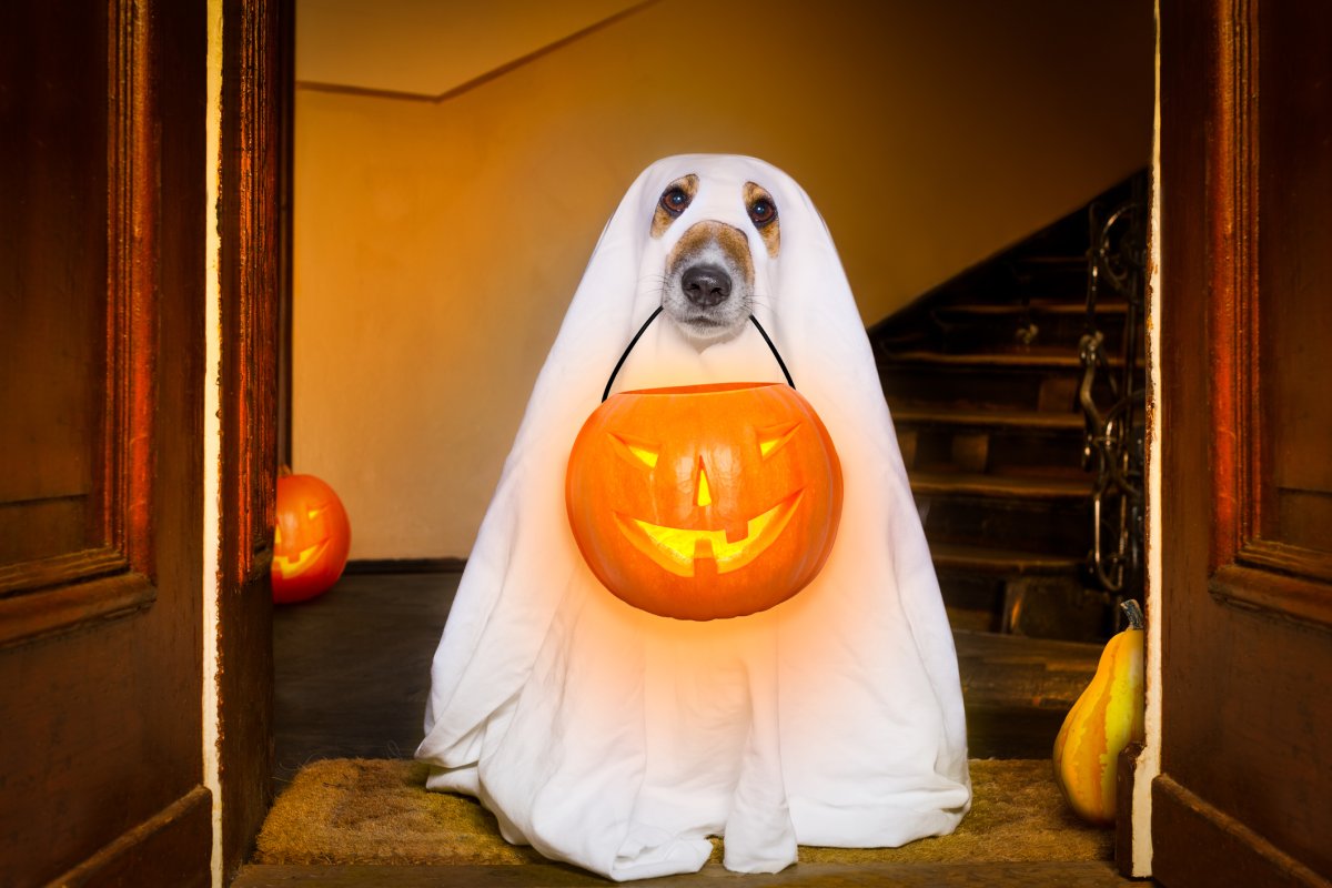 We want to see your best Halloween photos!.
